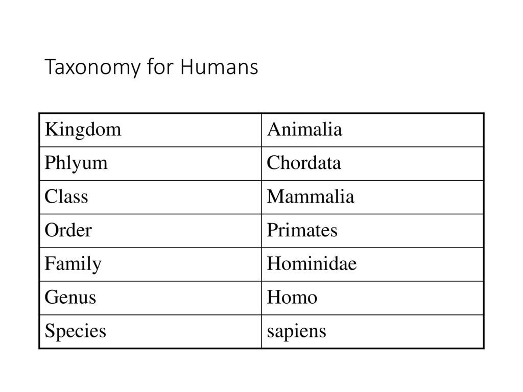 Taxonomy for Humans Kingdom Animalia Phlyum Chordata Class Mammalia