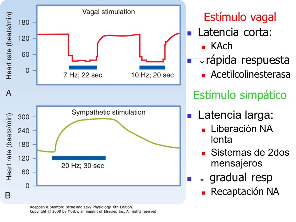 Estímulo vagal Latencia corta: ↓rápida respuesta Estímulo simpático