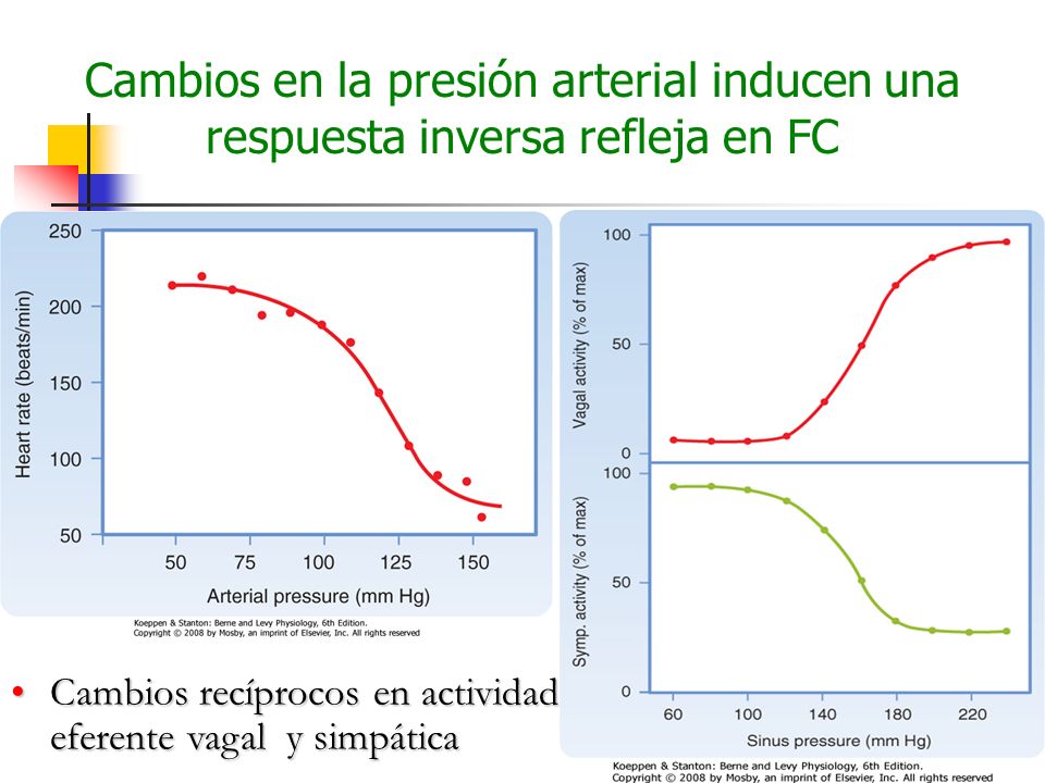 Cambios en la presión arterial inducen una respuesta inversa refleja en FC