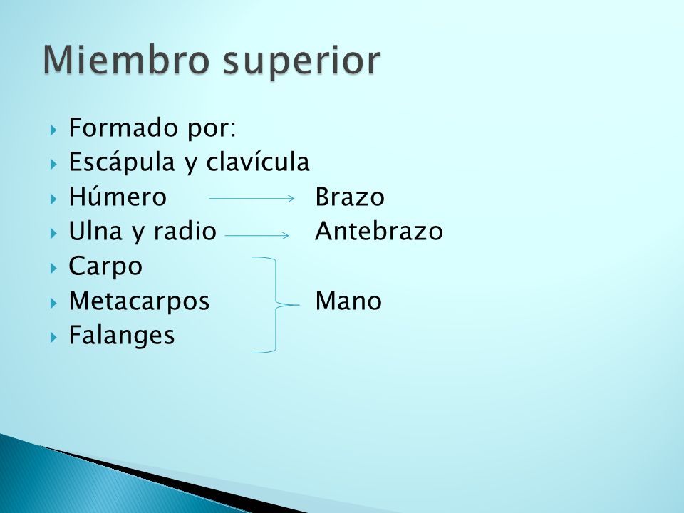 Miembro superior Formado por: Escápula y clavícula Húmero Brazo