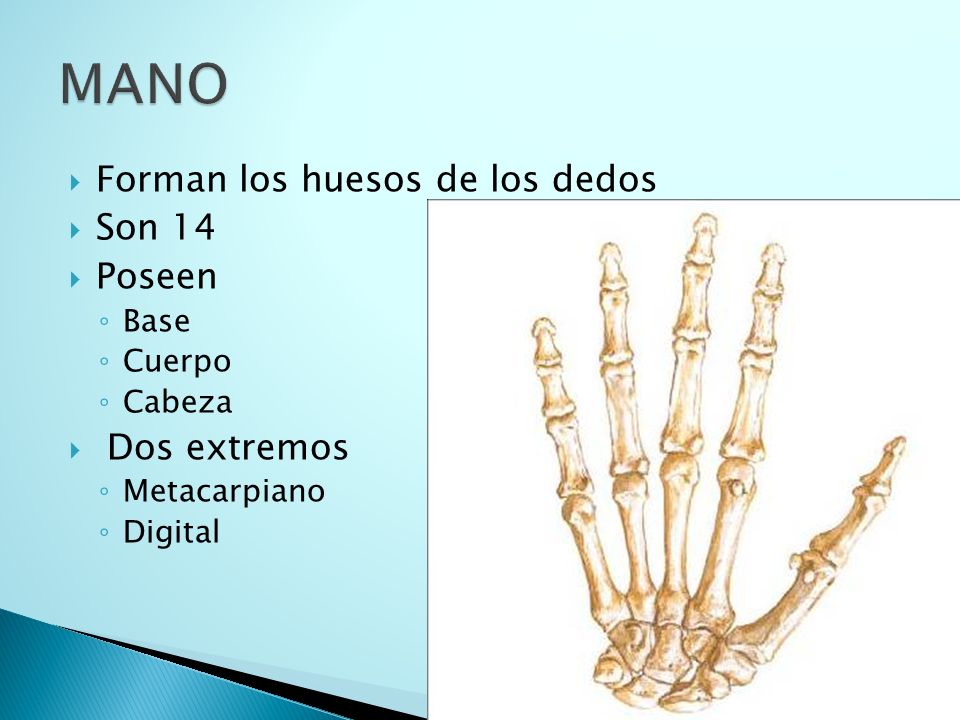 MANO Forman los huesos de los dedos Son 14 Poseen Dos extremos Base