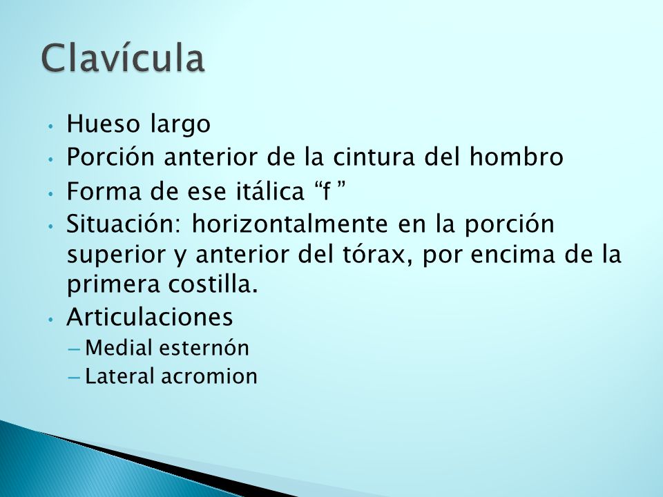 Clavícula Hueso largo Porción anterior de la cintura del hombro