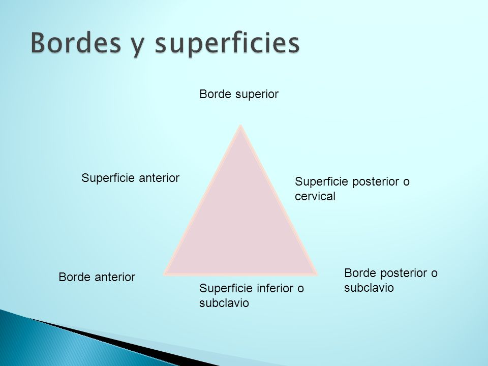 Bordes y superficies Borde superior Superficie anterior