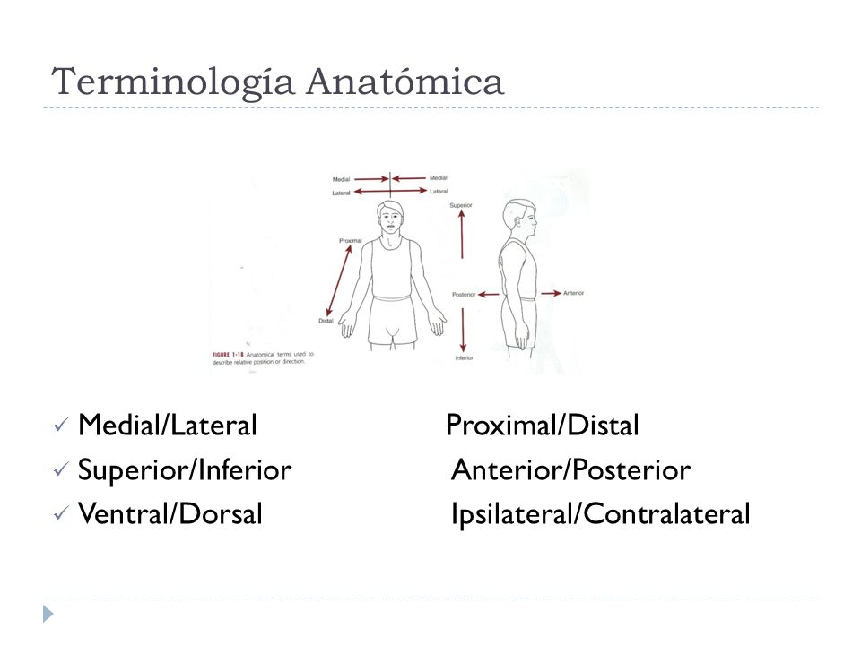 Terminología Anatómica