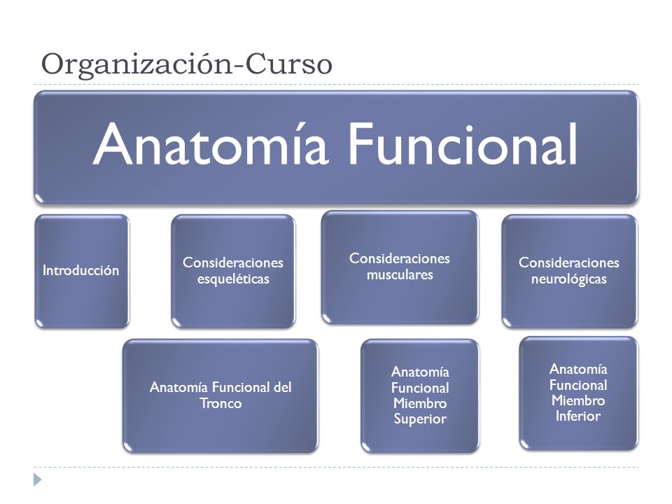 Organización-Curso Anatomía Funcional Introducción