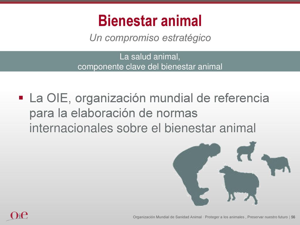 Bienestar animal Un compromiso estratégico. La salud animal, componente clave del bienestar animal.