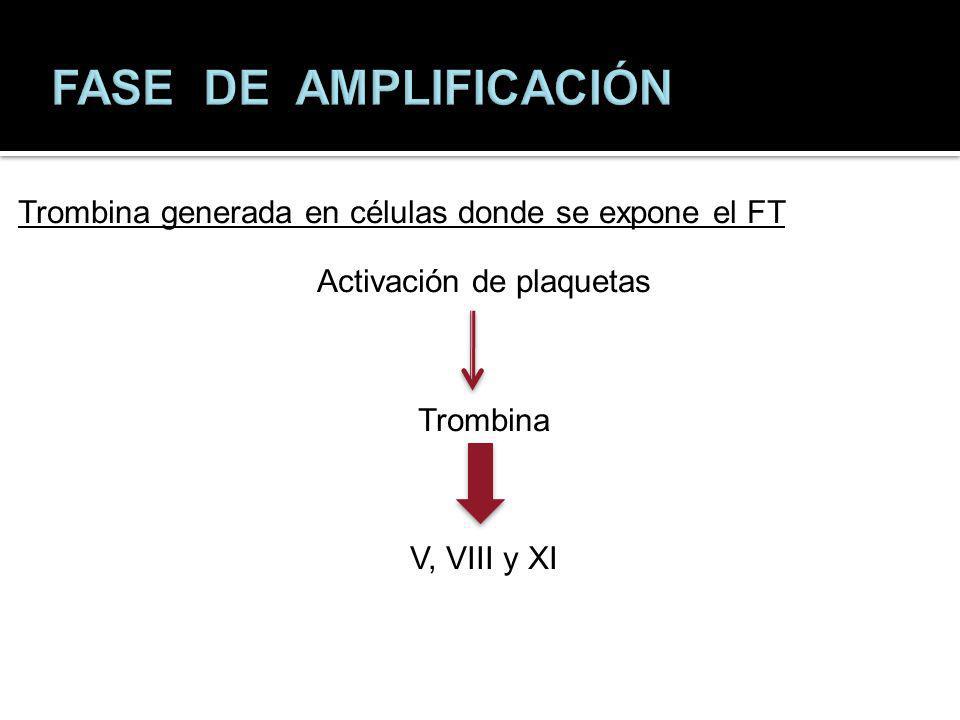 FASE DE AMPLIFICACIÓN Trombina generada en células donde se expone el FT Activación de plaquetas Trombina V, VIII y XI