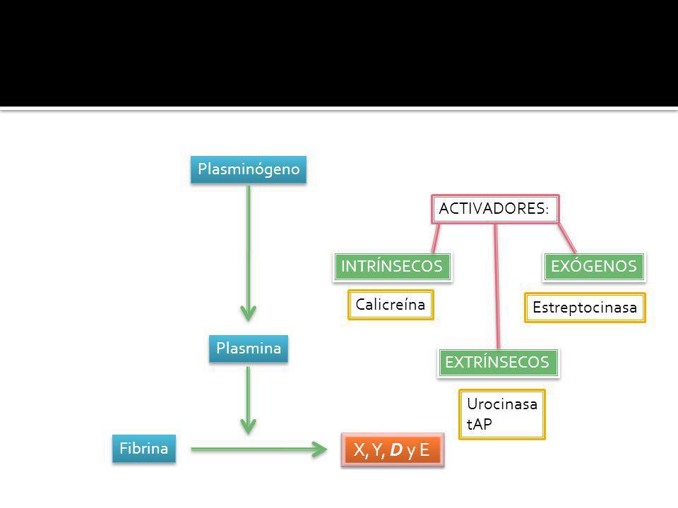 X, Y, D y E Plasminógeno ACTIVADORES: INTRÍNSECOS EXÓGENOS Calicreína