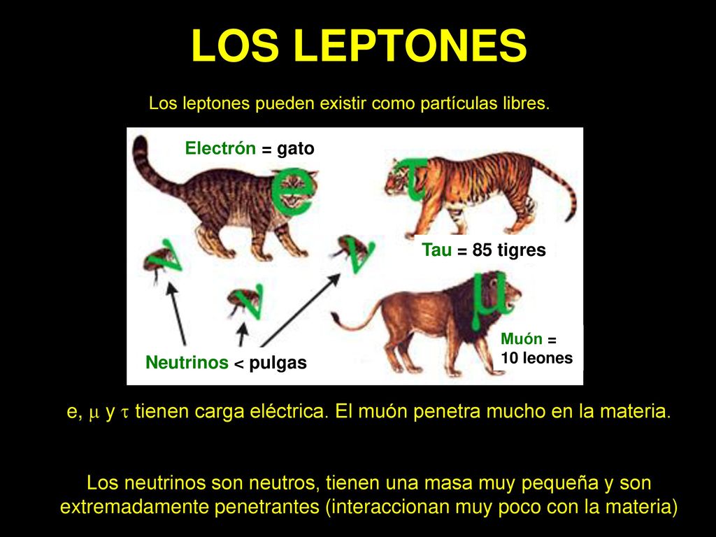 LOS LEPTONES Los leptones pueden existir como partículas libres. Electrón = gato. Tau = 85 tigres.