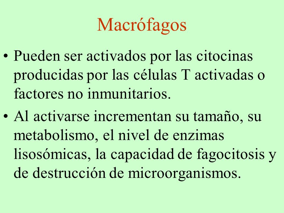 Macrófagos Pueden ser activados por las citocinas producidas por las células T activadas o factores no inmunitarios.