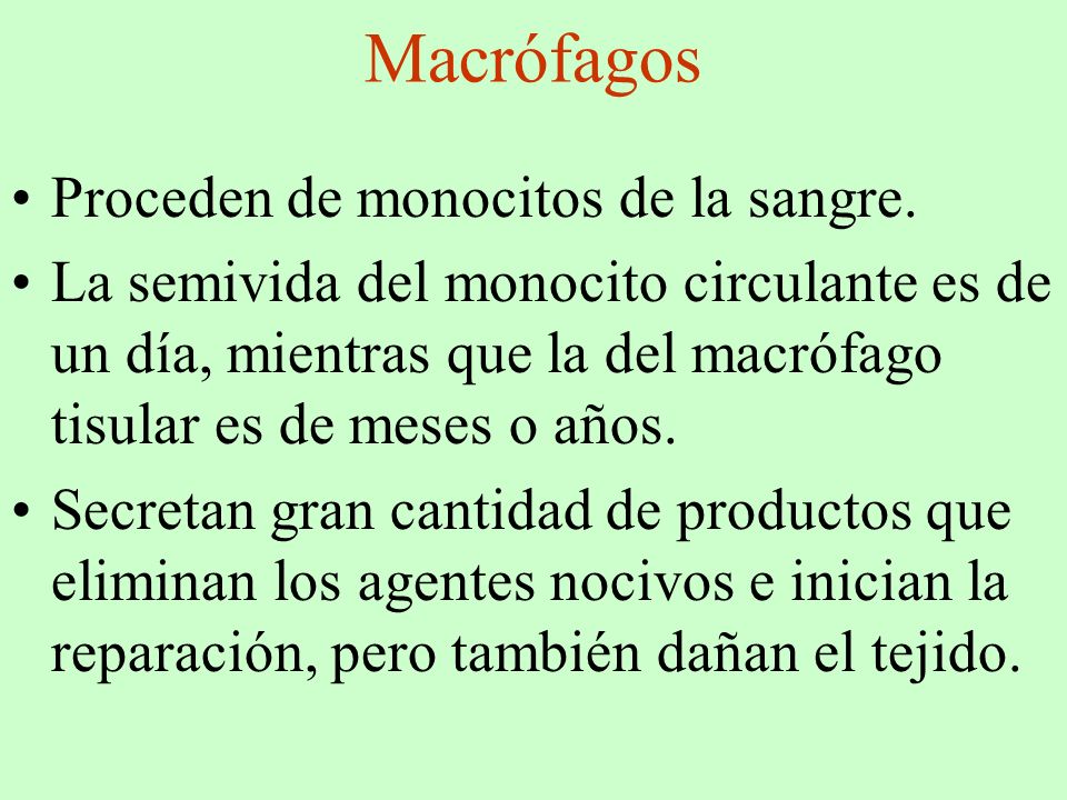 Macrófagos Proceden de monocitos de la sangre.