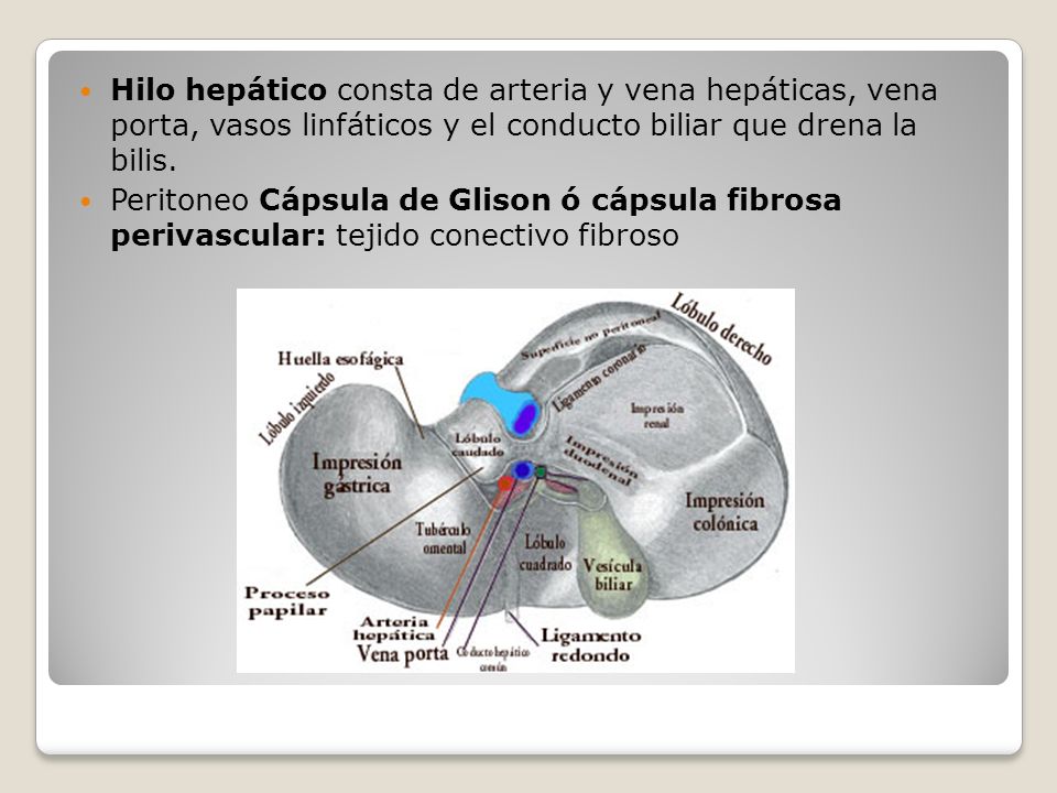 Hilo hepático consta de arteria y vena hepáticas, vena porta, vasos linfáticos y el conducto biliar que drena la bilis.