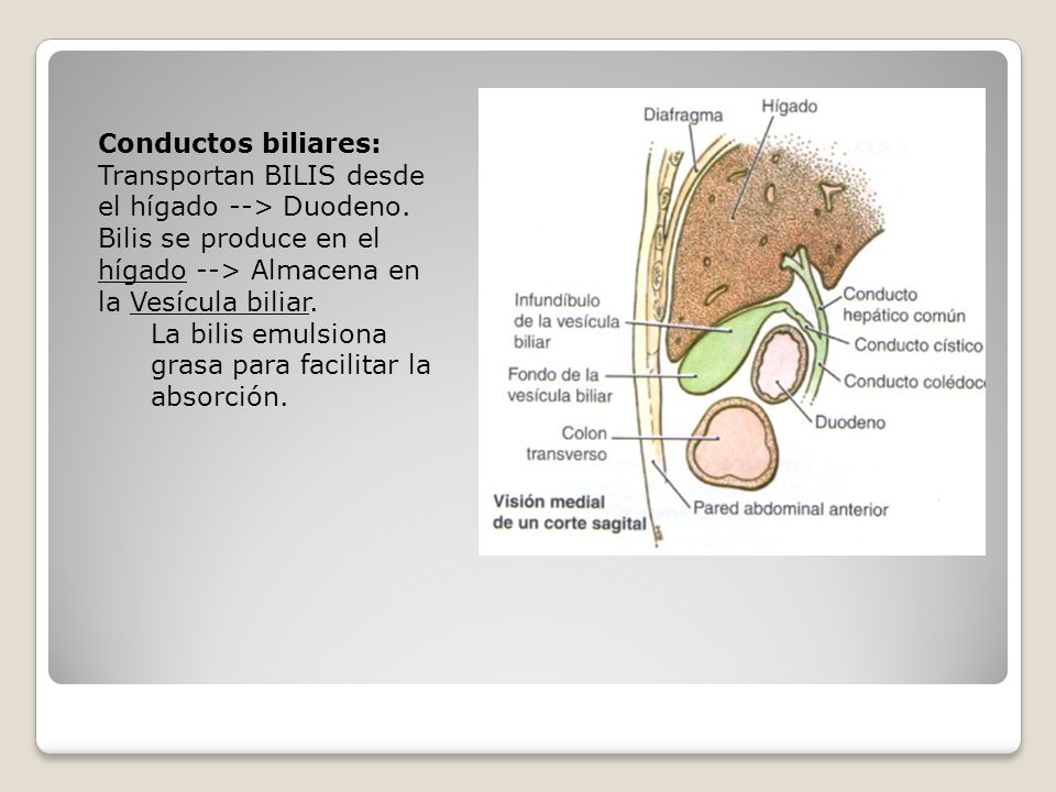 Conductos biliares: Transportan BILIS desde el hígado --> Duodeno. Bilis se produce en el hígado --> Almacena en la Vesícula biliar.