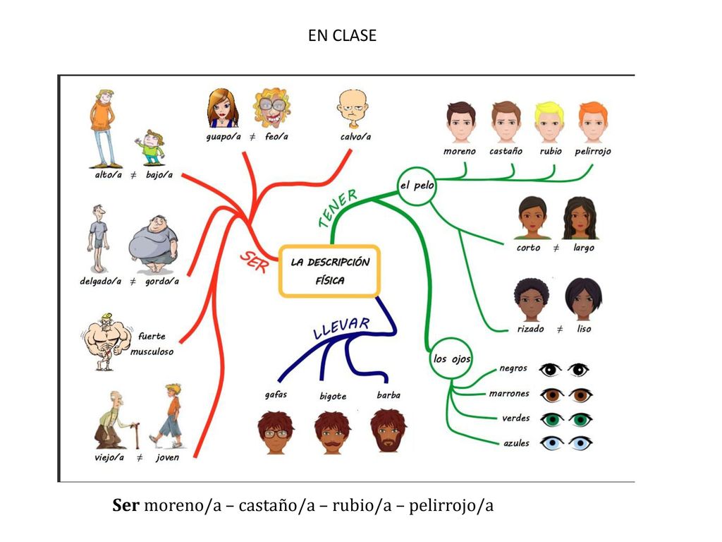 EN CLASE Ser moreno/a – castaño/a – rubio/a – pelirrojo/a