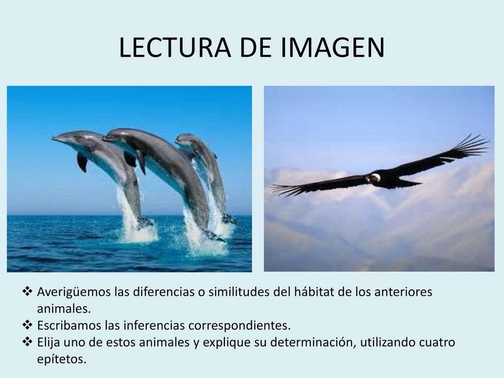 LECTURA DE IMAGEN Averigüemos las diferencias o similitudes del hábitat de los anteriores animales.