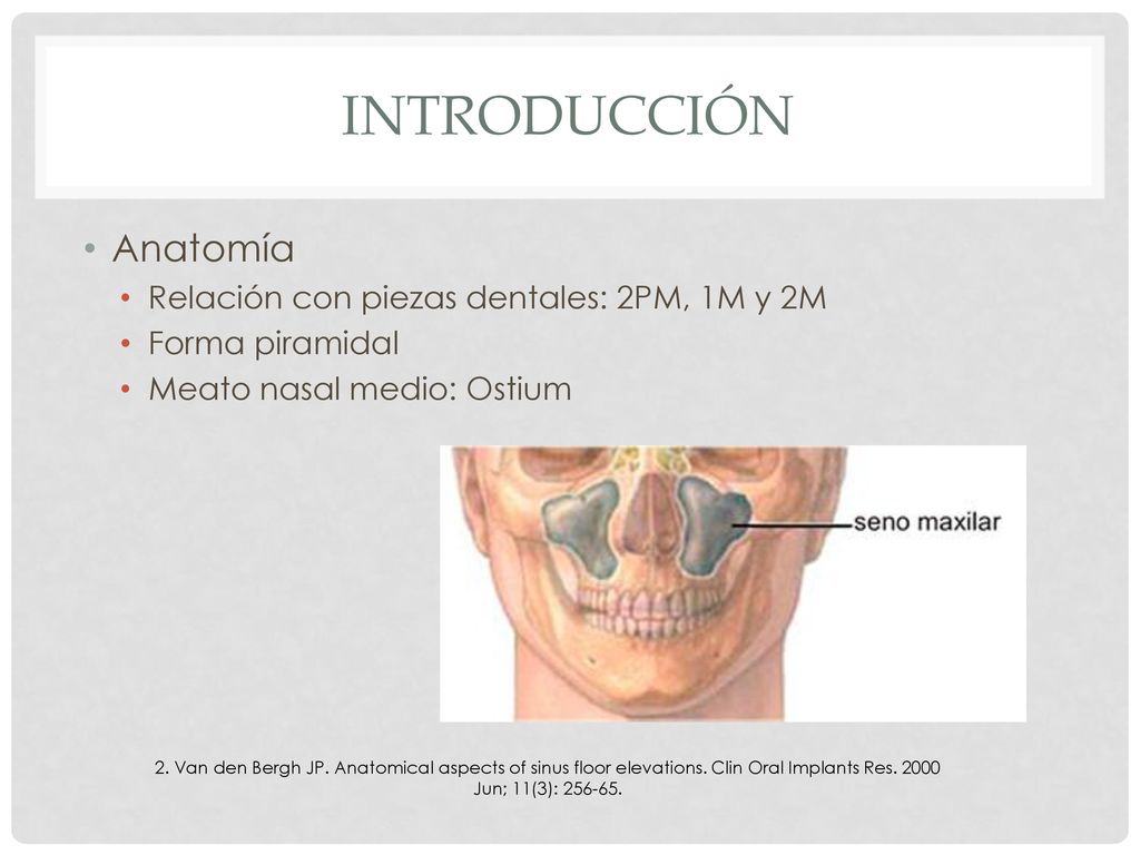 Introducción Anatomía Relación con piezas dentales: 2PM, 1M y 2M