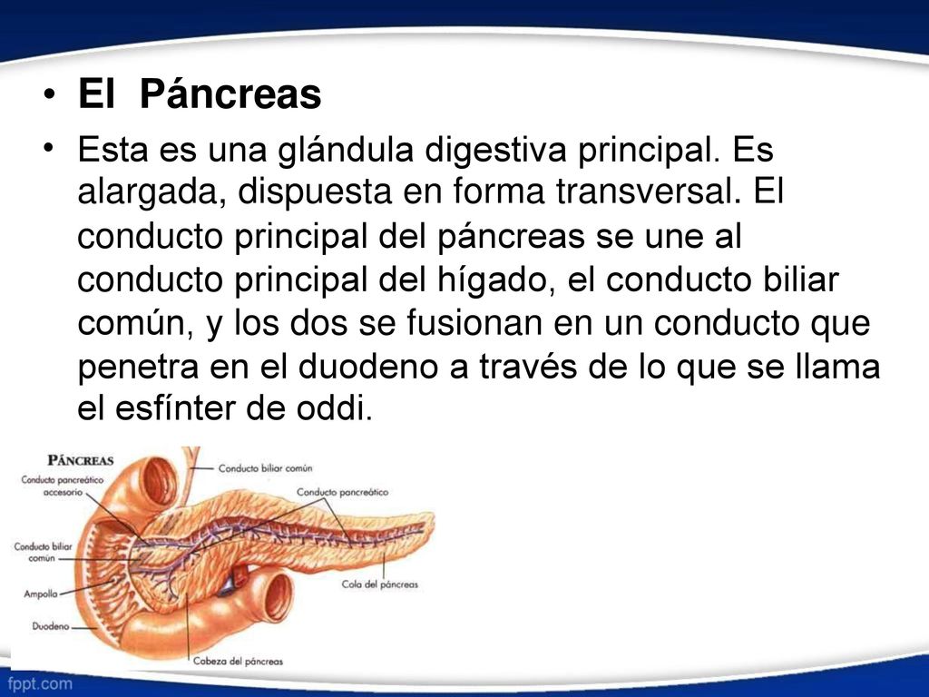 • El Páncreas Esta es una glándula digestiva principal. Es