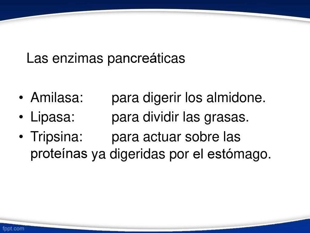 Las enzimas pancreáticas. • Amilasa: Lipasa: Tripsina: proteínas. para. digerir los almidone.