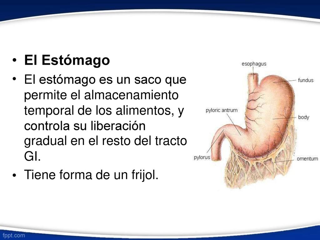 • El Estómago. El estómago es un saco que permite el almacenamiento temporal de los alimentos, y controla su liberación.