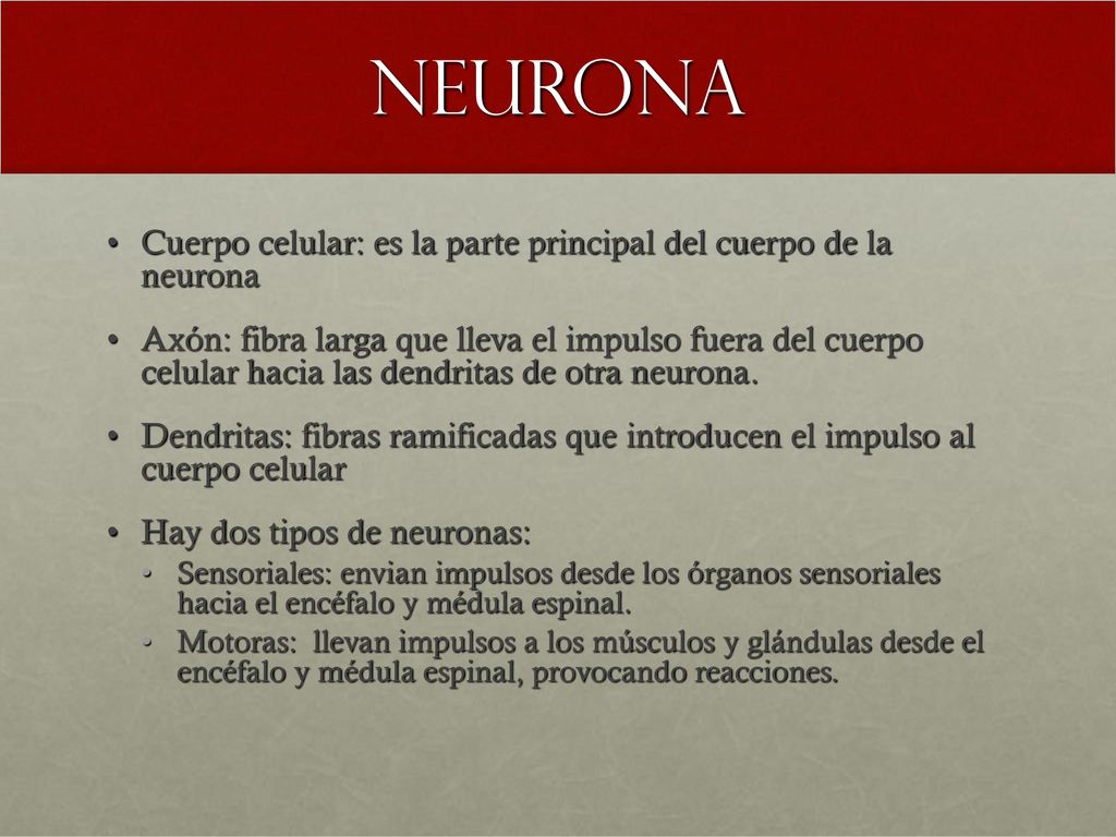 neurona Cuerpo celular: es la parte principal del cuerpo de la neurona