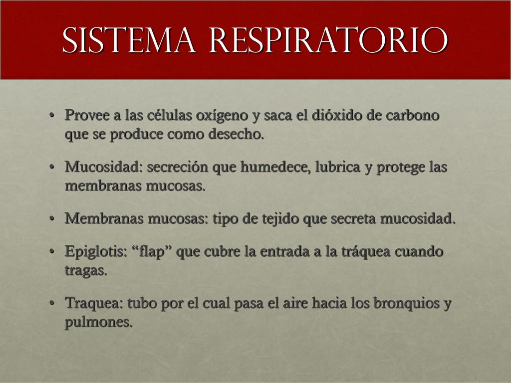 Sistema respiratorio Provee a las células oxígeno y saca el dióxido de carbono que se produce como desecho.