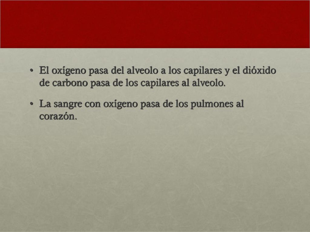 El oxígeno pasa del alveolo a los capilares y el dióxido de carbono pasa de los capilares al alveolo.