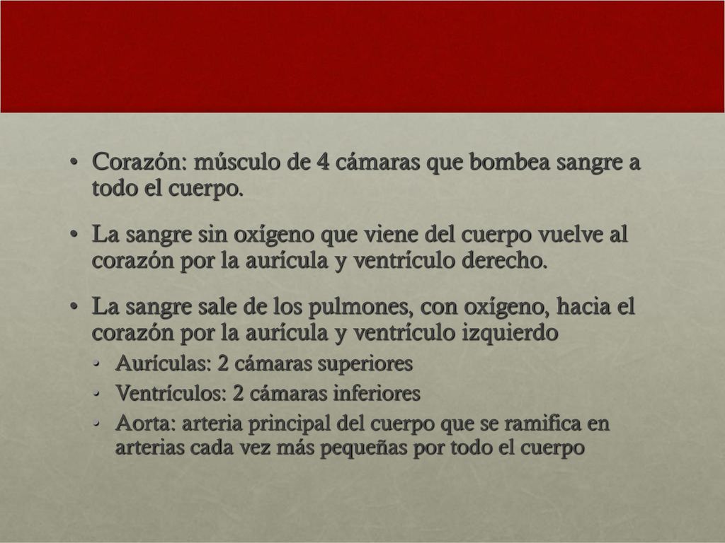 Corazón: músculo de 4 cámaras que bombea sangre a todo el cuerpo.