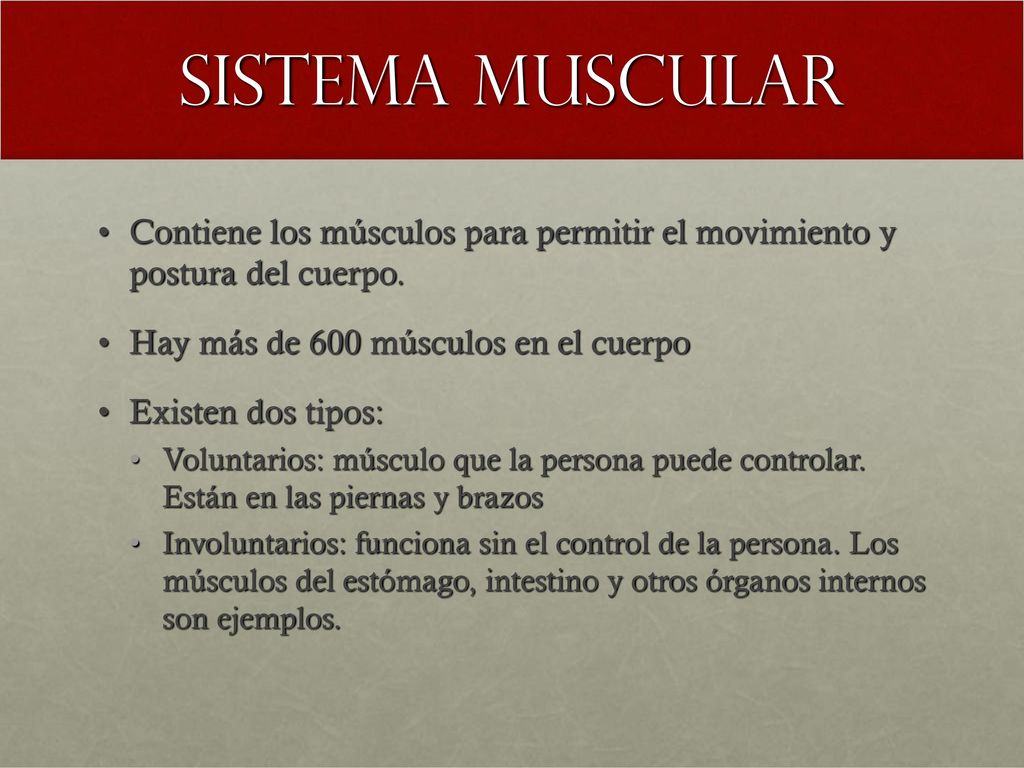 Sistema muscular Contiene los músculos para permitir el movimiento y postura del cuerpo. Hay más de 600 músculos en el cuerpo.