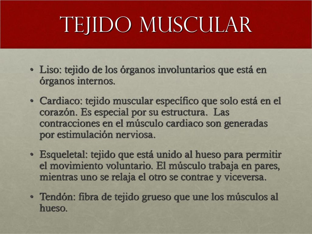 Tejido muscular Liso: tejido de los órganos involuntarios que está en órganos internos.