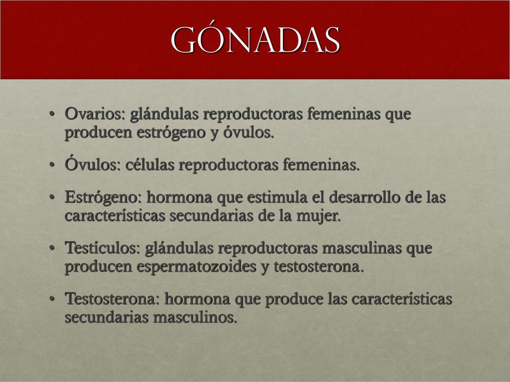 Gónadas Ovarios: glándulas reproductoras femeninas que producen estrógeno y óvulos. Óvulos: células reproductoras femeninas.