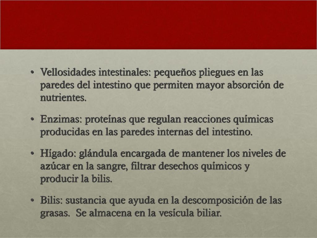 Vellosidades intestinales: pequeños pliegues en las paredes del intestino que permiten mayor absorción de nutrientes.