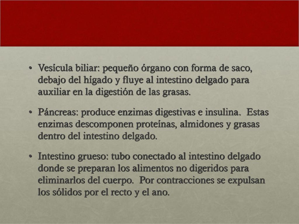 Vesícula biliar: pequeño órgano con forma de saco, debajo del hígado y fluye al intestino delgado para auxiliar en la digestión de las grasas.