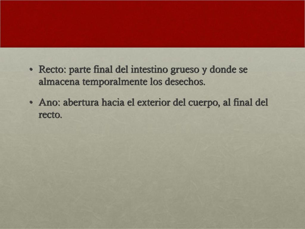Recto: parte final del intestino grueso y donde se almacena temporalmente los desechos.
