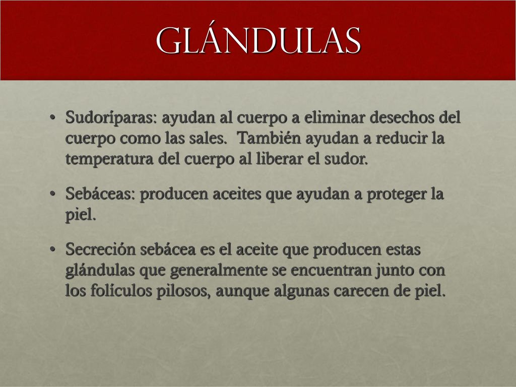 glándulas
