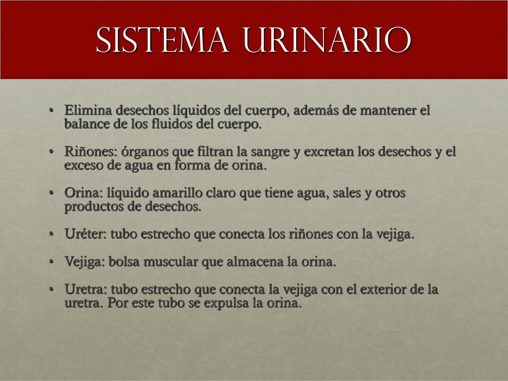 Sistema urinario Elimina desechos líquidos del cuerpo, además de mantener el balance de los fluidos del cuerpo.