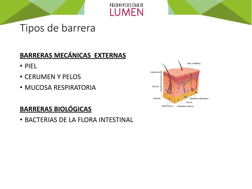 Tipos de barrera BARRERAS MECÁNICAS EXTERNAS PIEL CERUMEN Y PELOS