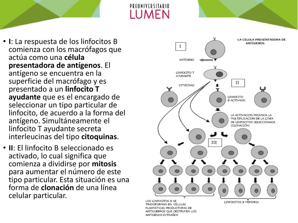 I: La respuesta de los linfocitos B comienza con los macrófagos que actúa como una célula presentadora de antígenos. El antígeno se encuentra en la superficie del macrófago y es presentado a un linfocito T ayudante que es el encargado de seleccionar un tipo particular de linfocito, de acuerdo a la forma del antígeno. Simultáneamente el linfocito T ayudante secreta interleucinas del tipo citoquinas.
