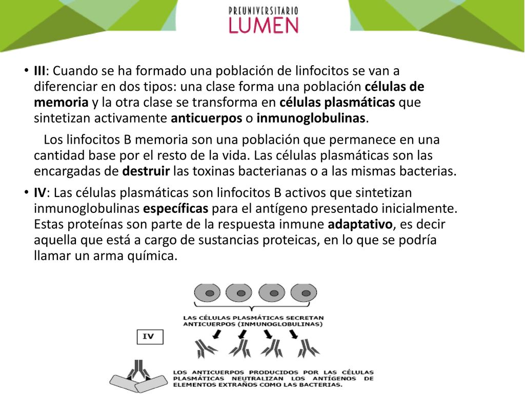 III: Cuando se ha formado una población de linfocitos se van a diferenciar en dos tipos: una clase forma una población células de memoria y la otra clase se transforma en células plasmáticas que sintetizan activamente anticuerpos o inmunoglobulinas.