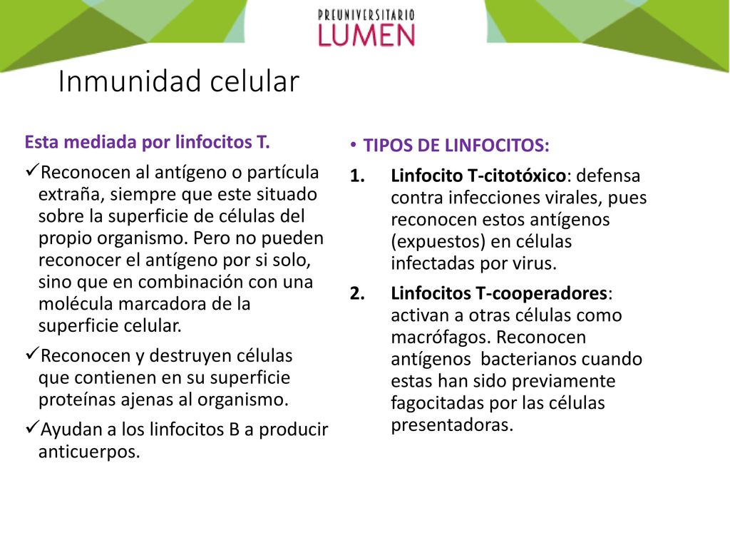 Inmunidad celular Esta mediada por linfocitos T. TIPOS DE LINFOCITOS: