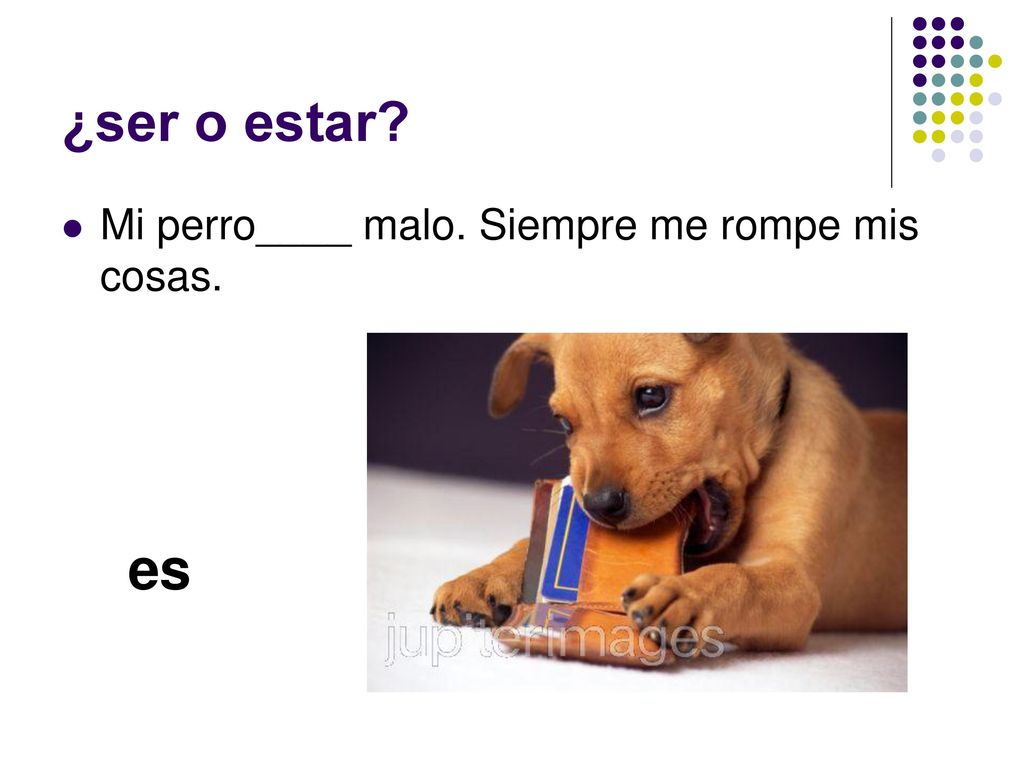 ¿ser o estar Mi perro____ malo. Siempre me rompe mis cosas. es