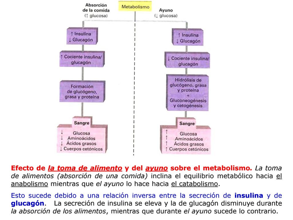 Efecto de la toma de alimento y del ayuno sobre el metabolismo