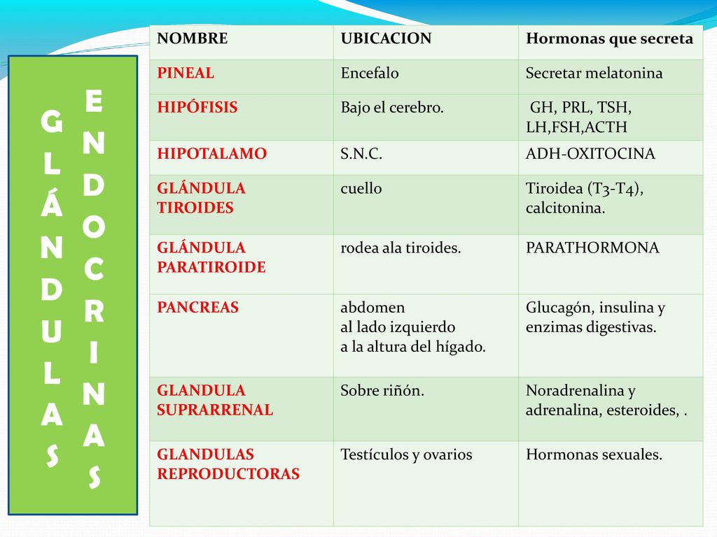 NOMBRE UBICACION. Hormonas que secreta. PINEAL. Encefalo. Secretar melatonina. HIPÓFISIS. Bajo el cerebro.