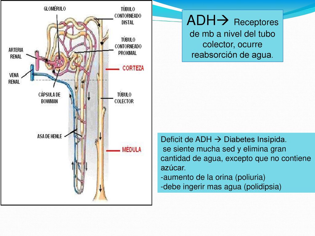 ADH Receptores de mb a nivel del tubo colector, ocurre reabsorción de agua.
