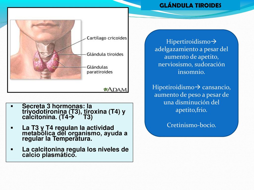 GLÁNDULA TIROIDES Hipertiroidismo adelgazamiento a pesar del aumento de apetito, nerviosismo, sudoración insomnio.