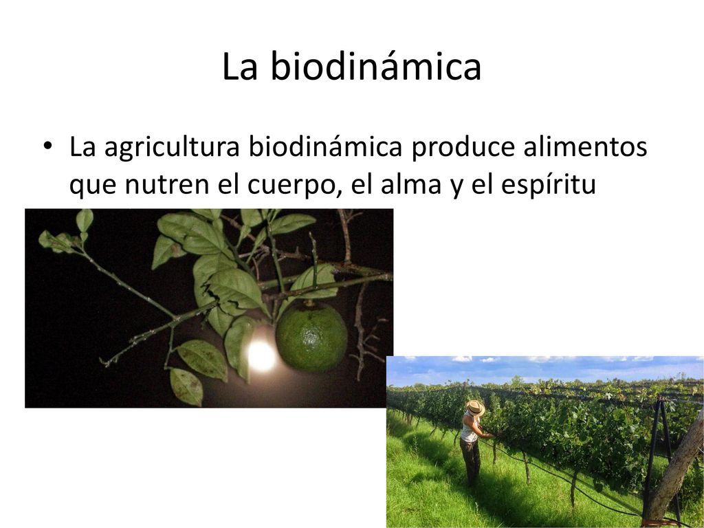 La biodinámica La agricultura biodinámica produce alimentos que nutren el cuerpo, el alma y el espíritu.