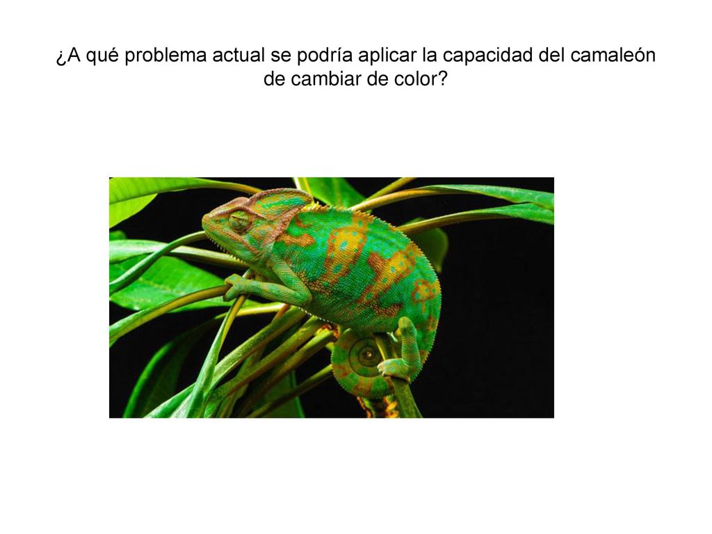 ¿A qué problema actual se podría aplicar la capacidad del camaleón de cambiar de color