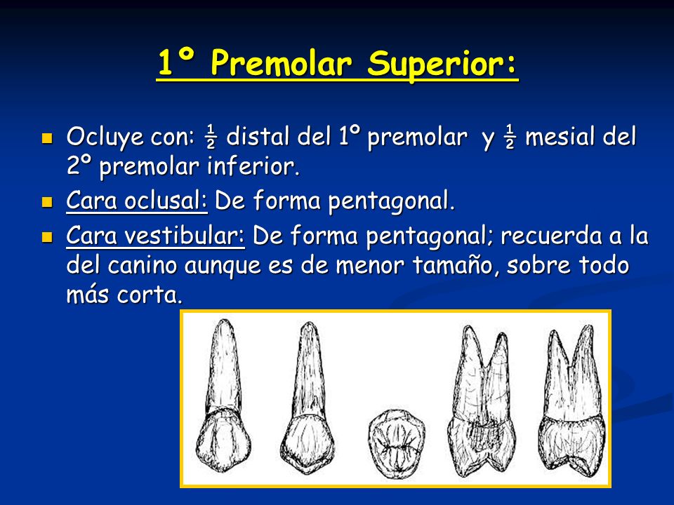 1º Premolar Superior: Ocluye con: ½ distal del 1º premolar y ½ mesial del 2º premolar inferior. Cara oclusal: De forma pentagonal.