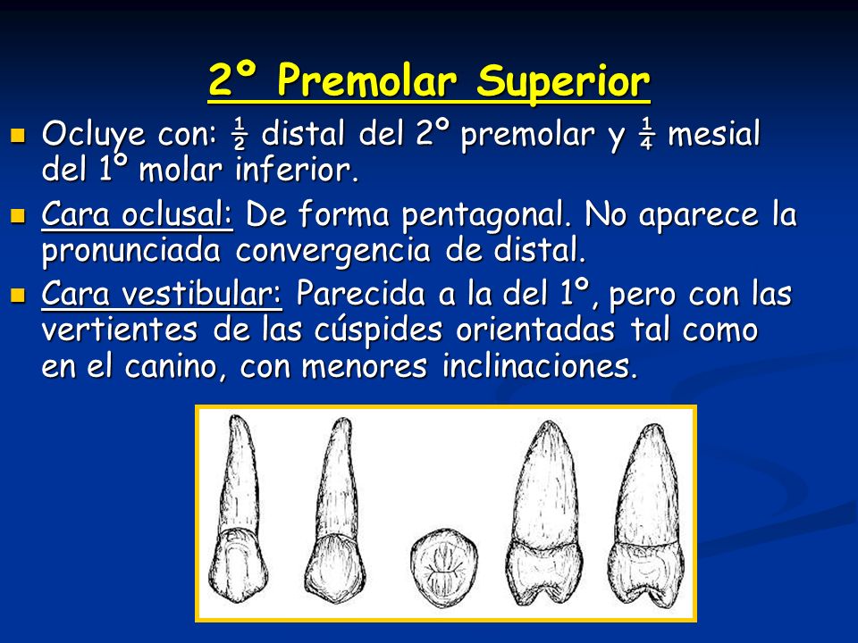 2º Premolar Superior Ocluye con: ½ distal del 2º premolar y ¼ mesial del 1º molar inferior.