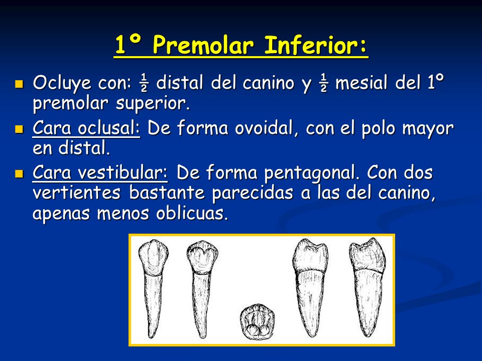 1º Premolar Inferior: Ocluye con: ½ distal del canino y ½ mesial del 1º premolar superior.