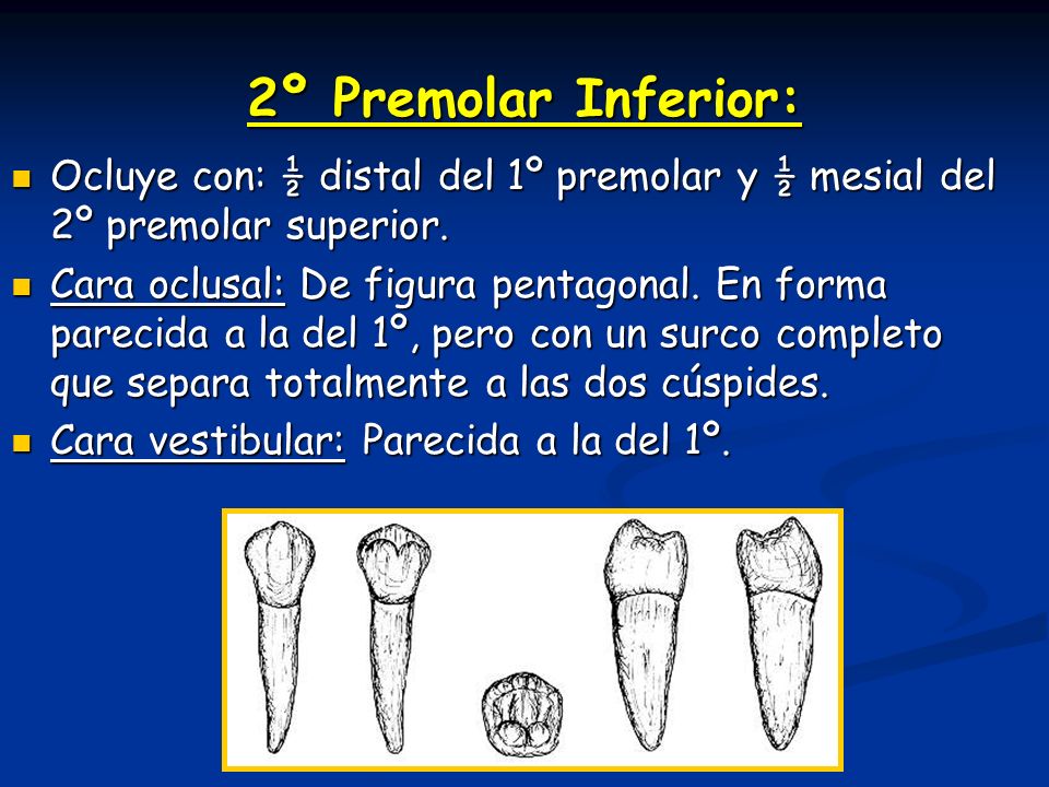 2º Premolar Inferior: Ocluye con: ½ distal del 1º premolar y ½ mesial del 2º premolar superior.